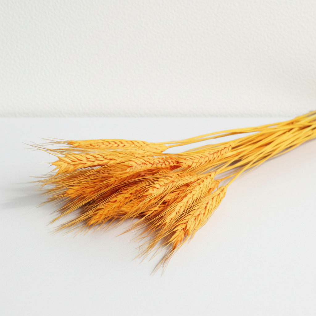 Sušená Pšenice vousatá pomerančová – přírodní dekorace do vázy a aranžmá